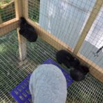 Northern Rabbits