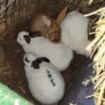 Placerville/Swansboro Rabbitry