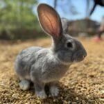 Pope Rabbitry Pope Rabbitry