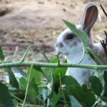 Rabbit Tree Rabbit Tree