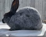 Ravencroft Rabbitry