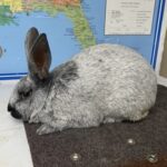 Rebel Rabbitry