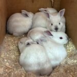 Red Mountain Rabbitry