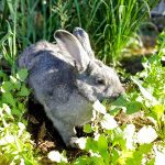 Ridgecrest Rabbits – aa/Bb/Cc/Dd/Ese