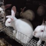 Rock & Rabbit Rabbitry (RRR)