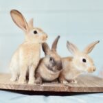 S&J Tamuk Rabbitry