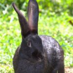 Secret Garden Rabbitry
