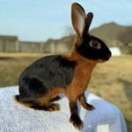 SilverTail Acres Rabbitry