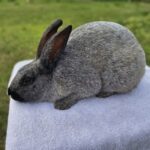 SilverTail Acres Rabbitry