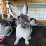 Silvervine Rabbits