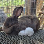 Starvation Ridge Farm & Rabbitry