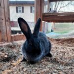 Sterling Vixen Rabbitry