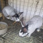 Sunwater Rabbitry