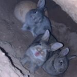 Waystead Homestead Rabbitry Waystead Homestead Rabbitry