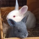 Yankee Hill Rabbitry