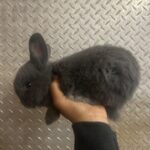 Dior’s Rabbitry Dior’s Rabbitry