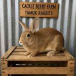 Cackle Berry Farm