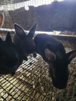 Last Batch of Flemish Crosses