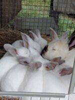 Misfit Farms Rabbitry