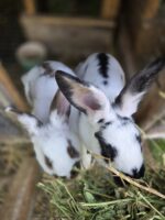 JMC Rabbitry
