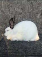 The Bunny Junction