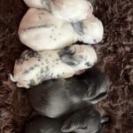 Lucky Reign Rabbitry Lucky Reign Rabbitry