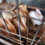 Smokey Hill Rabbitry