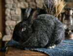 Bunny Bungalow