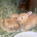 ART’s Rabbitry – Creme d’Argent’s and more!