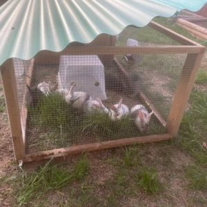 Austin Family Rabbitry meat rabbits for sale in Austin, Texas