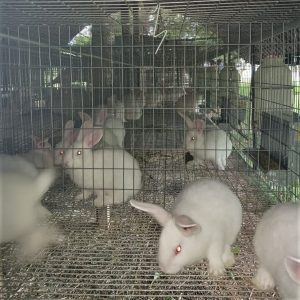 Chaparral Rabbit Ranch - Meat Rabbit Breeder List