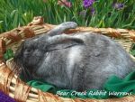 Bear Creek Rabbit Warrens