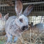 Rabbits in the 850 Sapphire Flemish / HyzenthlayRabbitree