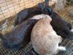 123 Rabbitry