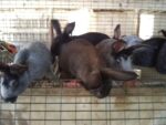 123 Rabbitry