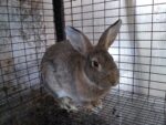 123 Rabbitry