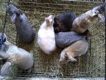 123 Rabbitry