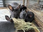 Jessica’s Simply Sweet Suggies & Rabbitry