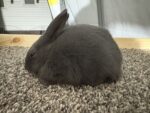 J&D’s Rabbitry