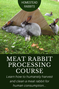 Rabbit Processing Homestead Meat Rabbit Breeder List - Homestead Rabbits