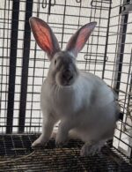 Jackalope Ridge Rabbitry
