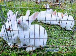 Meat Rabbit Breeder List - Meat Rabbit Breeder List