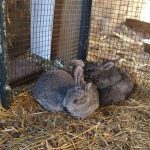 Rammin’ Cottontails Farm