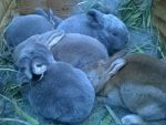 Sagebrush Rabbitry