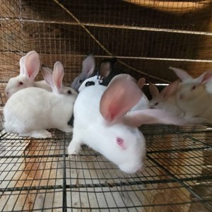 Smithwick Farms LLC meat rabbits for sale in Kansas