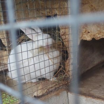 Meat Rabbit Breeder List - Meat Rabbit Breeder List