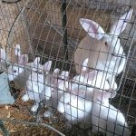 Tamuk Rabbits of California