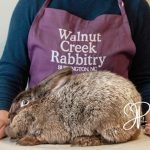 Walnut Creek Rabbitry