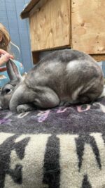 I’m All Ears Rabbitry