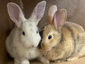 busy bunny homestead meat rabbits for sale in Austin, Texas